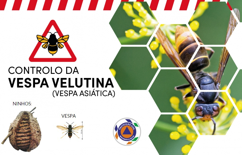 Controlo da Vespa Velutina ou Vespa Asi&aacute;tica