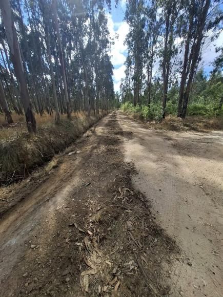 Limpeza de caminhos
